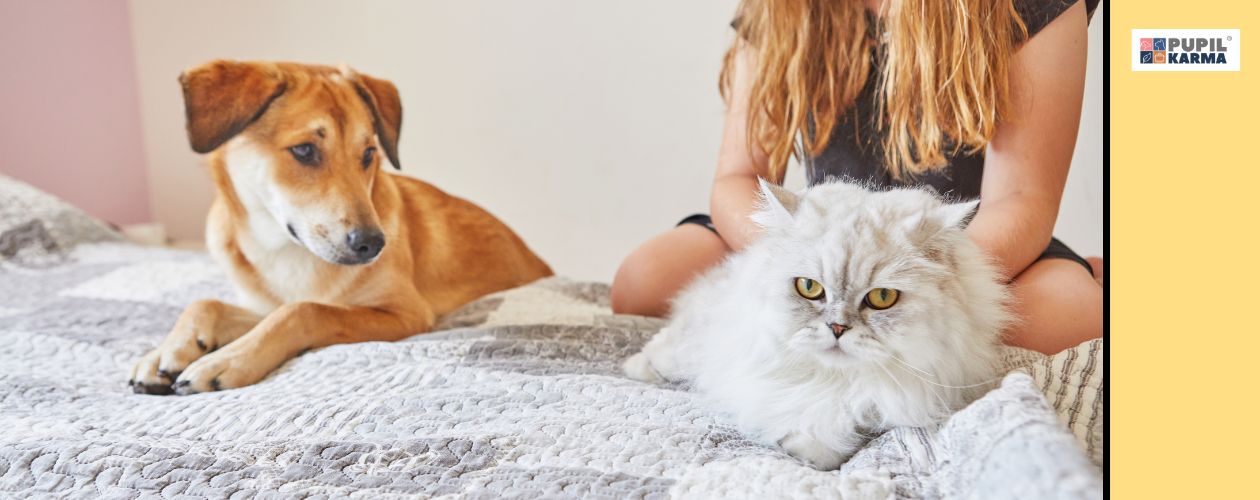 Socjalizacja może trwać nawet kilka tygodni. Pies i kot na sofie z opiekunką Po prawej żółty pas i logo pupilkarma.